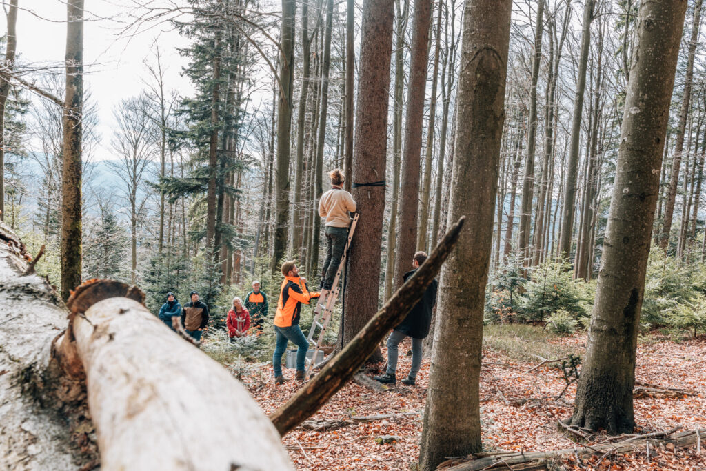 Heimat schützen – wie PASSION4IT mit 5.000 m² Waldfläche am Mühlriegel Verantwortung übernimmt